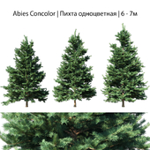 Abies Concolor 6 - 7m