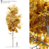 Autumn carya glabra (pignut hickory)