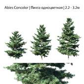 Abies Concolor 2.2 - 3.2m