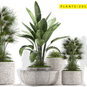 plants 291