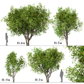 Set of Acer Ginnala Trees (Amur Maple) (4 Trees)