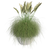 Pampas Grass with Pot