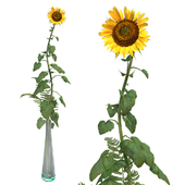 Sunflower with Vase