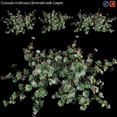 Crassula multicava - Emerald Jade Carpet - 01
