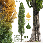 Poplar / Populus nigra #3