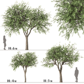 Set of Olive Trees (Olea Europaea) (3 Trees)