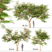 Set of Flamboyant Trees (Royal Poinciana) (3 Trees)