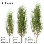 Set of Black Poplar Trees (Cottonwood) (3 Trees)