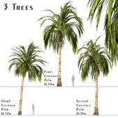 Set of Coconut Palm Trees (Cocos Nucifera) (3 Trees)