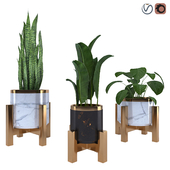 Indoor Plant Set 1