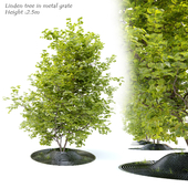 Linden tree in metal grate