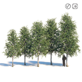 Five white birches 6-8 meters