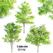 3 ashes tree-vray