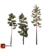 Pinus Syluestriformis (Takenouchi) _2