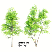 2 ashes tree-vray
