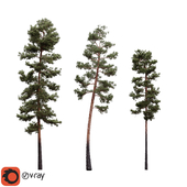 Pinus Syluestriformis Takenouchi 3