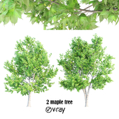 2 maple tree vray