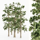 Eastern White Pine 5 tree
