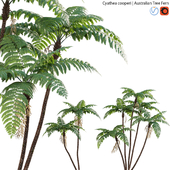 Cyathea cooperi - Australian Tree Fern - 01