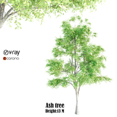ash tree