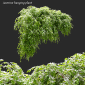 Jasmine hanging plant