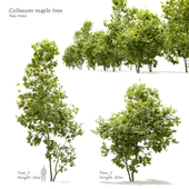 Coliseum maple (Acer cappadocicum)