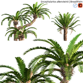 Encephalartos altensteinii - Bread Palm - 01