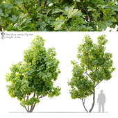 Ficus carica (fig tree)