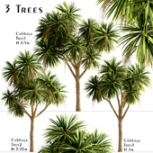 Set of New Zealand Cabbage trees (Cordyline Australis) (3 Trees)