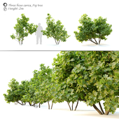 Ficus carica (fig tree) _2