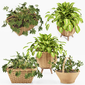 indoor plant collection001
