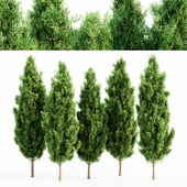 Italian Cypress 5 tree