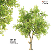 sorrel tree