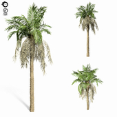 palm tree 8s
