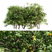 Lemon Fruit 5 tree