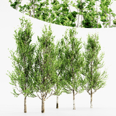 Lombardy Poplar 5 TREE