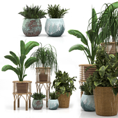 Indoor Plants Set