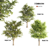 3 linden tree