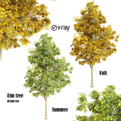 elm tree summer & fall vray