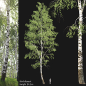Birch forest part 3 (24.3m)