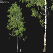 Birch forest part 4 (25.1m)