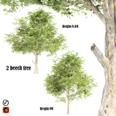 2 beeches tree