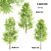 3 sorrel tree vray