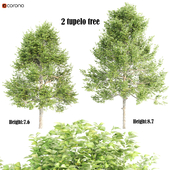 2 tupelo tree