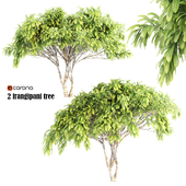 2frangipani tree