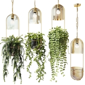 Ампельные растения в подвесных кашпо светильниках - набор 2