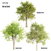 set of tree032 (katsura-sorrel-beech)