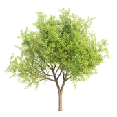 set of tree 31 (locust, acacia, ash)