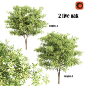 2 live oak