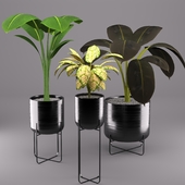 Indoor Plants01